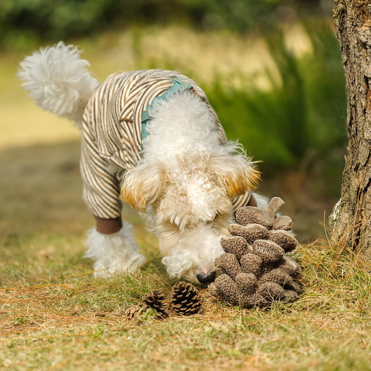 Pomme de pin - Chewffon