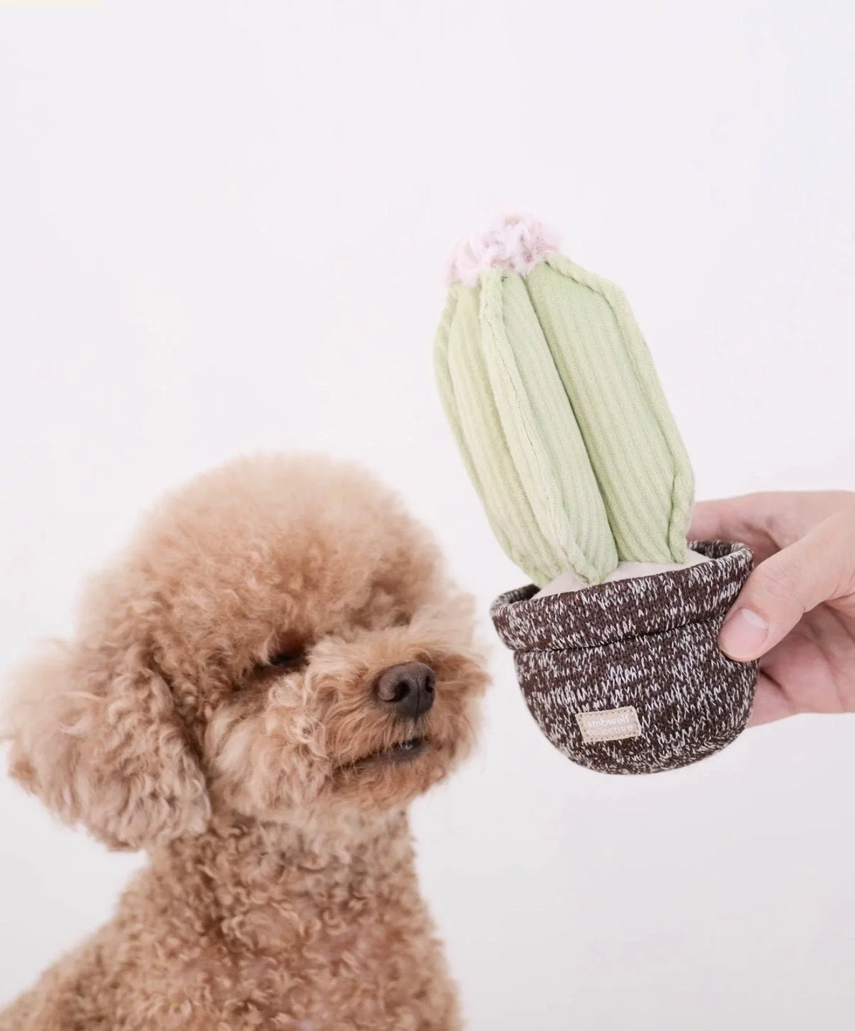 Cactus - Lambwolf