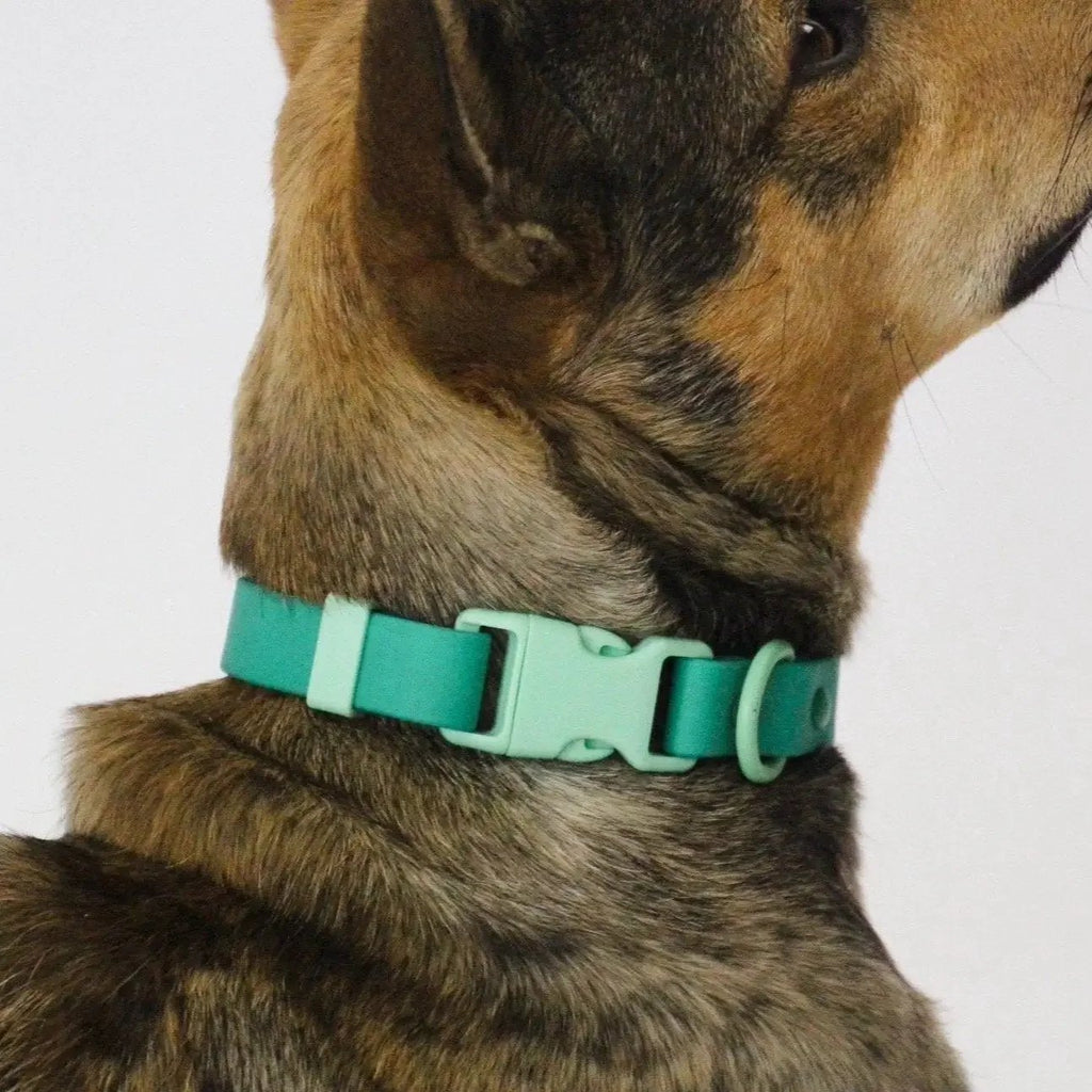 Collier waterproof vert - Fritz