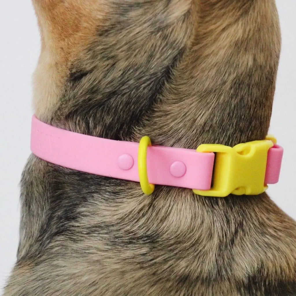 Collier waterproof rose - Fritz