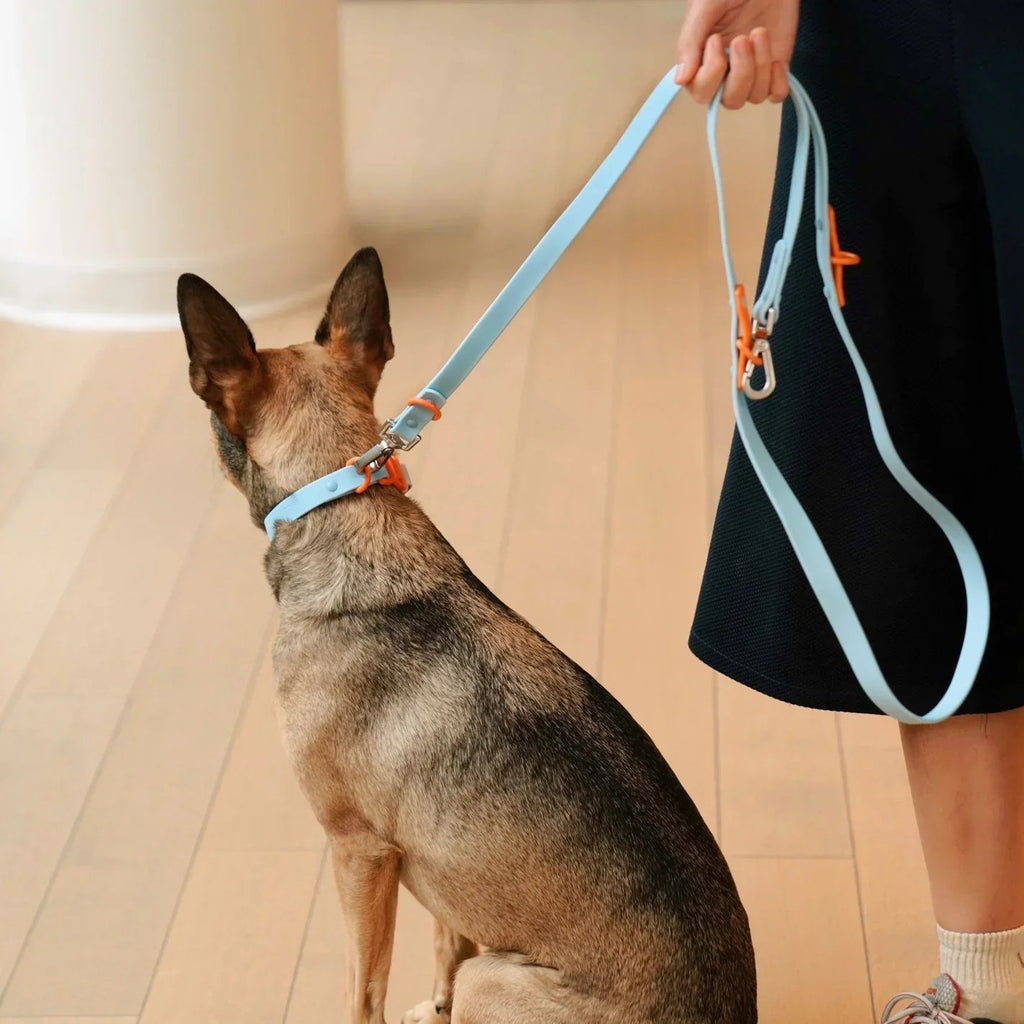 Laisse waterproof bleu - Fritz